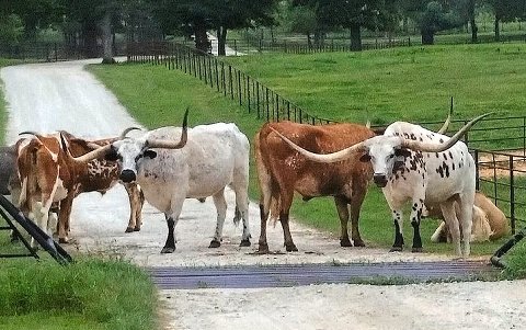 Cattle guard